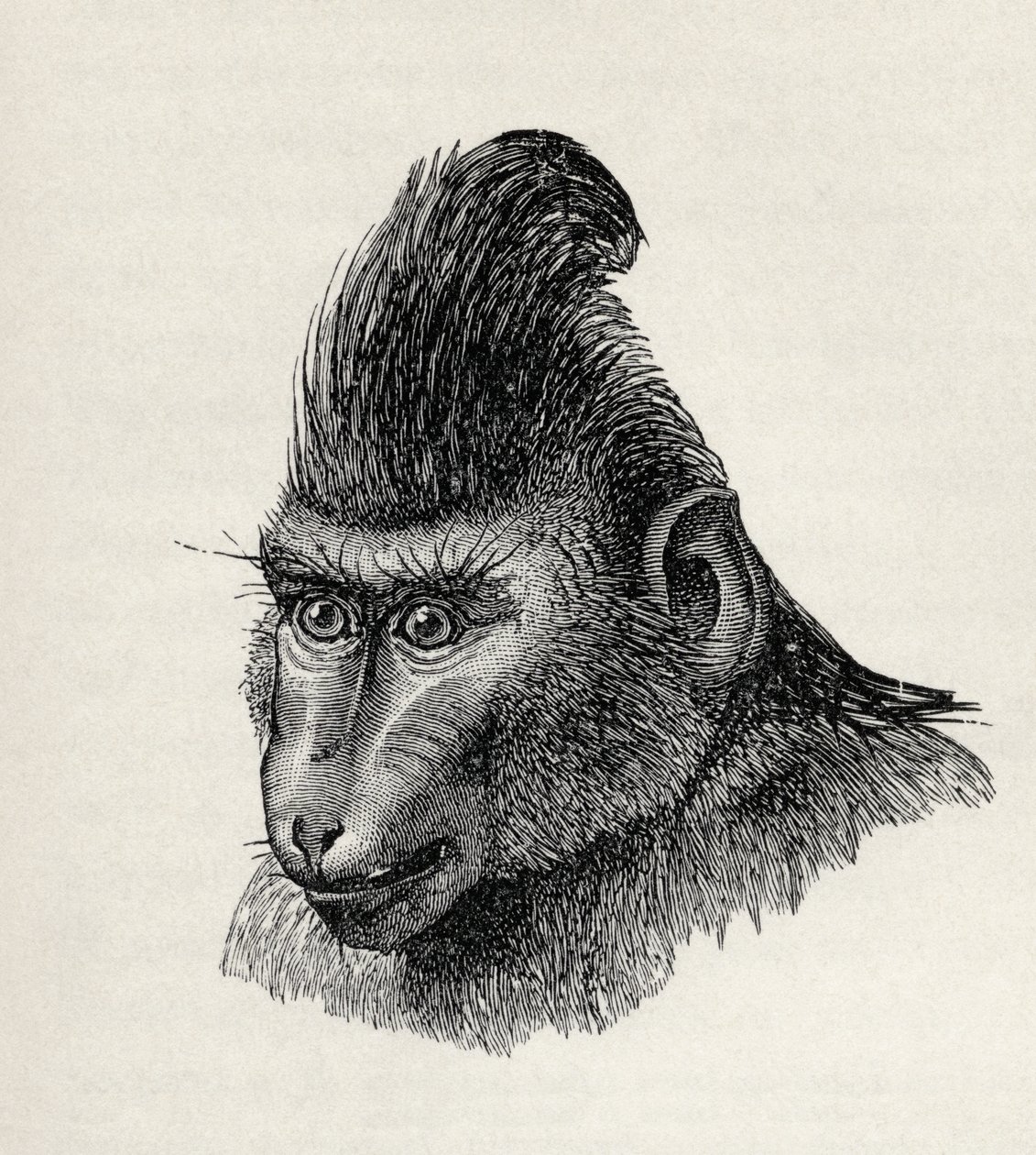 Cynopithecus niger dans un état placide, de 