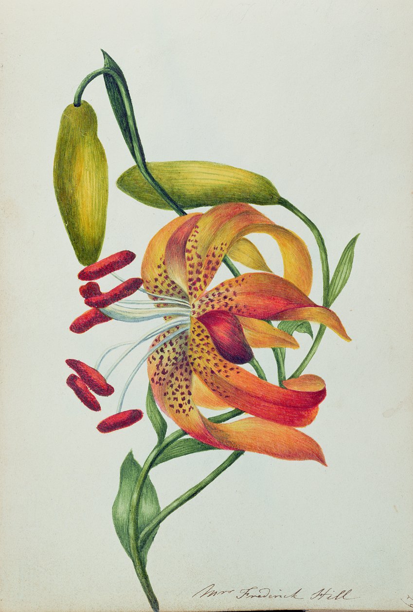 Lys tigré - Mrs Frederick Hill