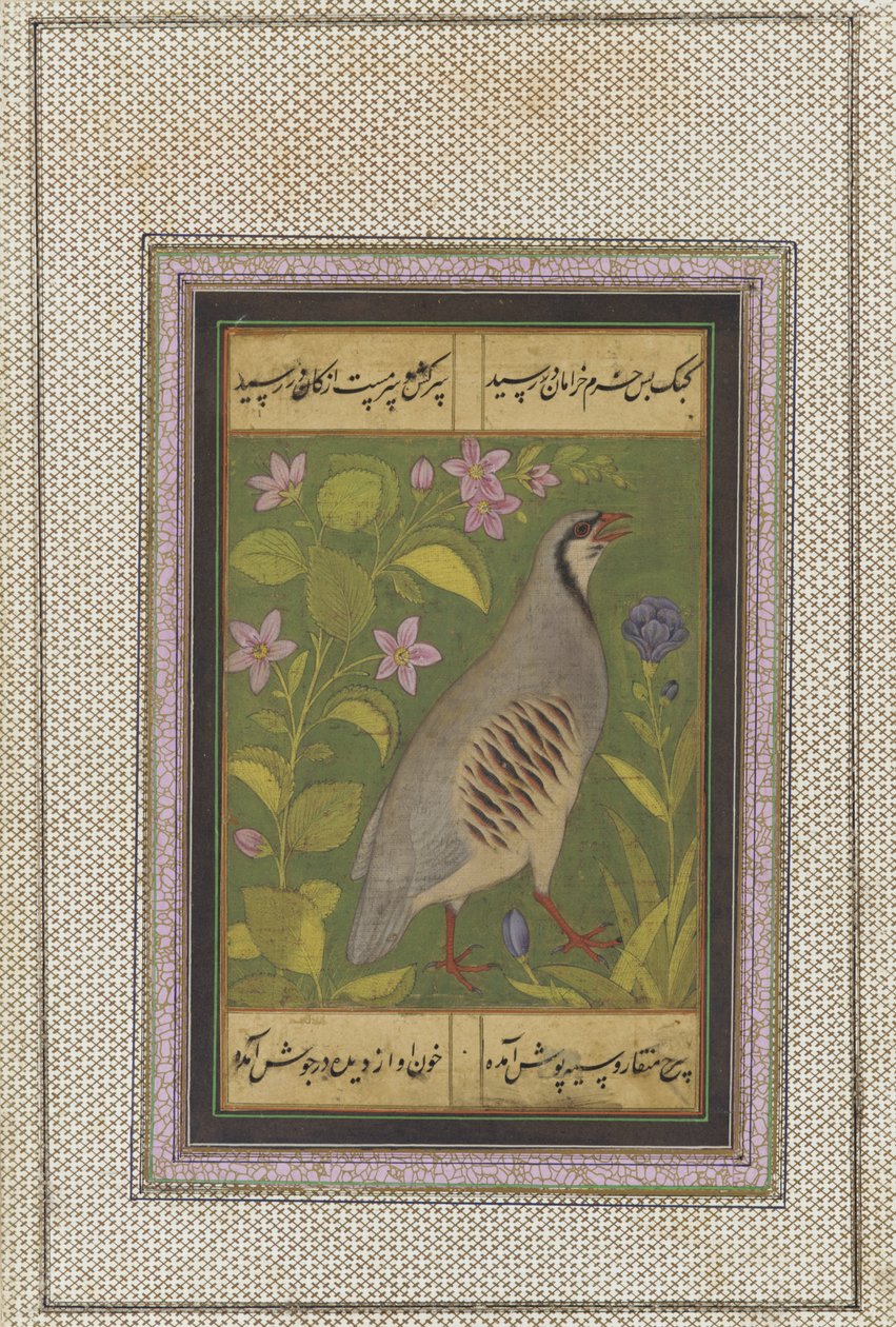 Une perdrix chukar, folio de manuscrit détaché avec peinture, fin du 16e siècle - Mughal School
