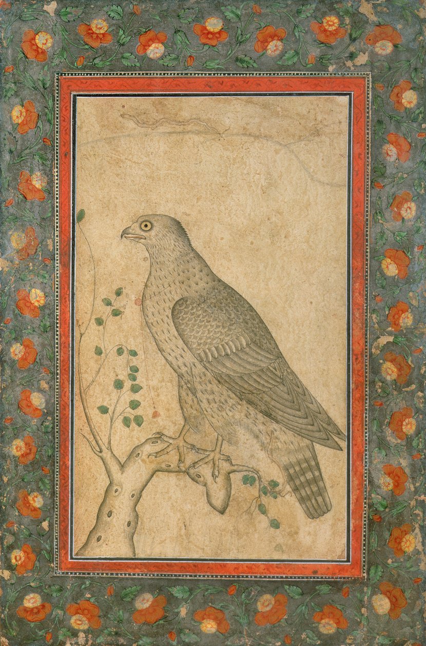 Faucon perché sur une souche feuillue, vers 1650 - Mughal School