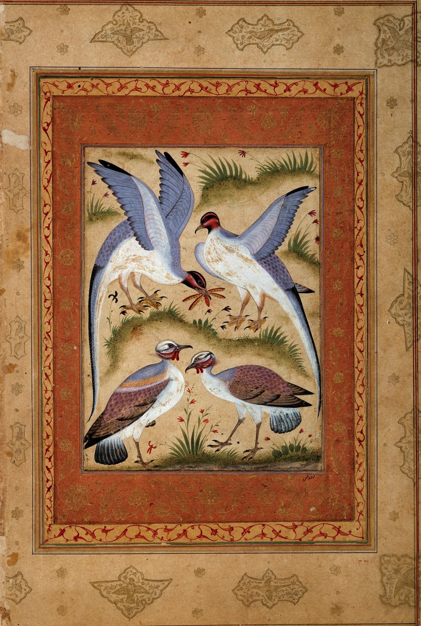 Oiseaux. Miniature gouache de l