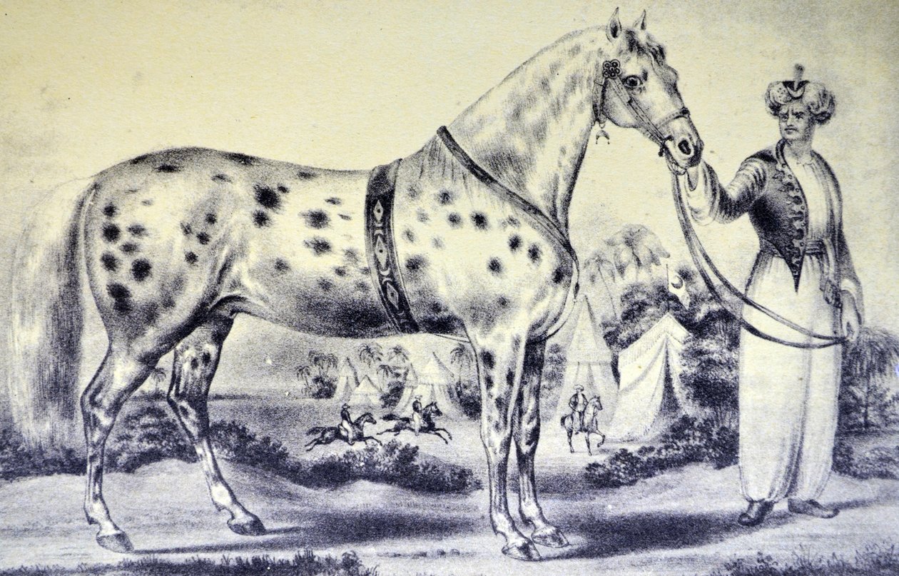 Portrait exact du cheval de M. H. Rockwell, Alexander, Amphithéâtre Bowery, New York, 17 mars 1840 - N. and Ives, J.M. Currier