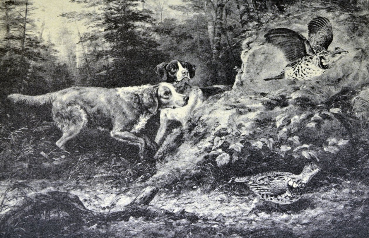 Sports de Plein Air Américains. Flushd (peinture à l