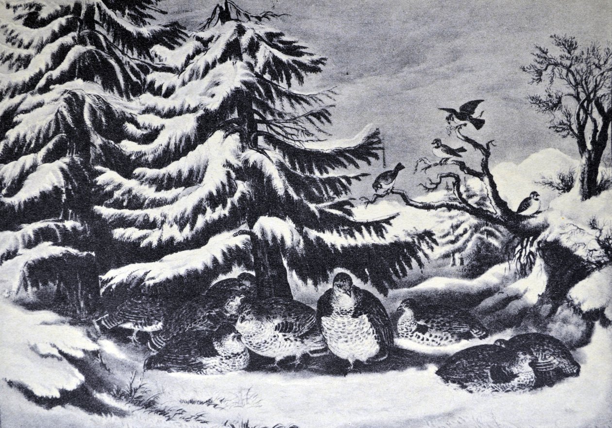 Enneigé, tétras huppé en hiver - N. and Ives, J.M. Currier