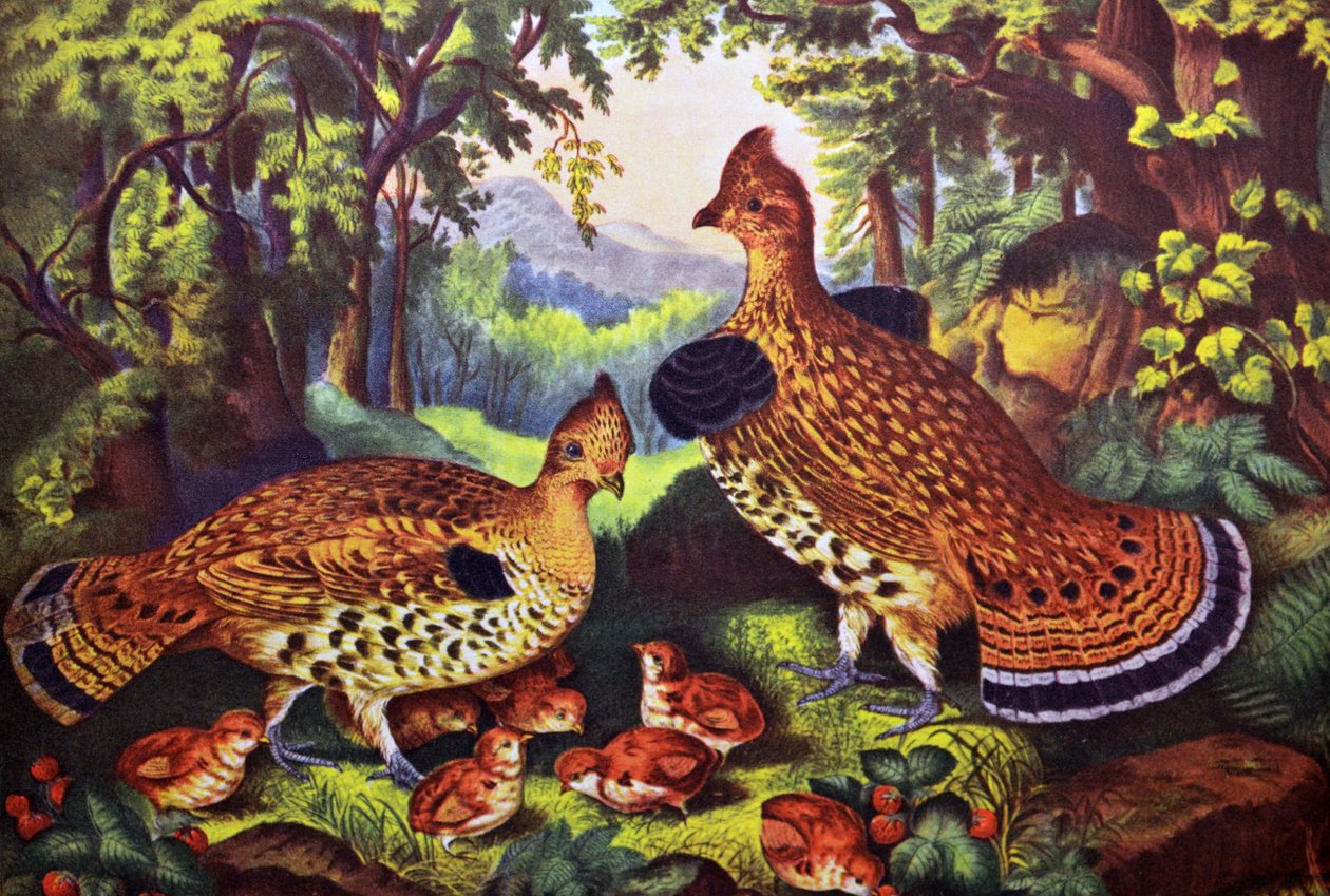 La famille heureuse, gélinotte huppée et ses petits - N. and Ives, J.M. Currier