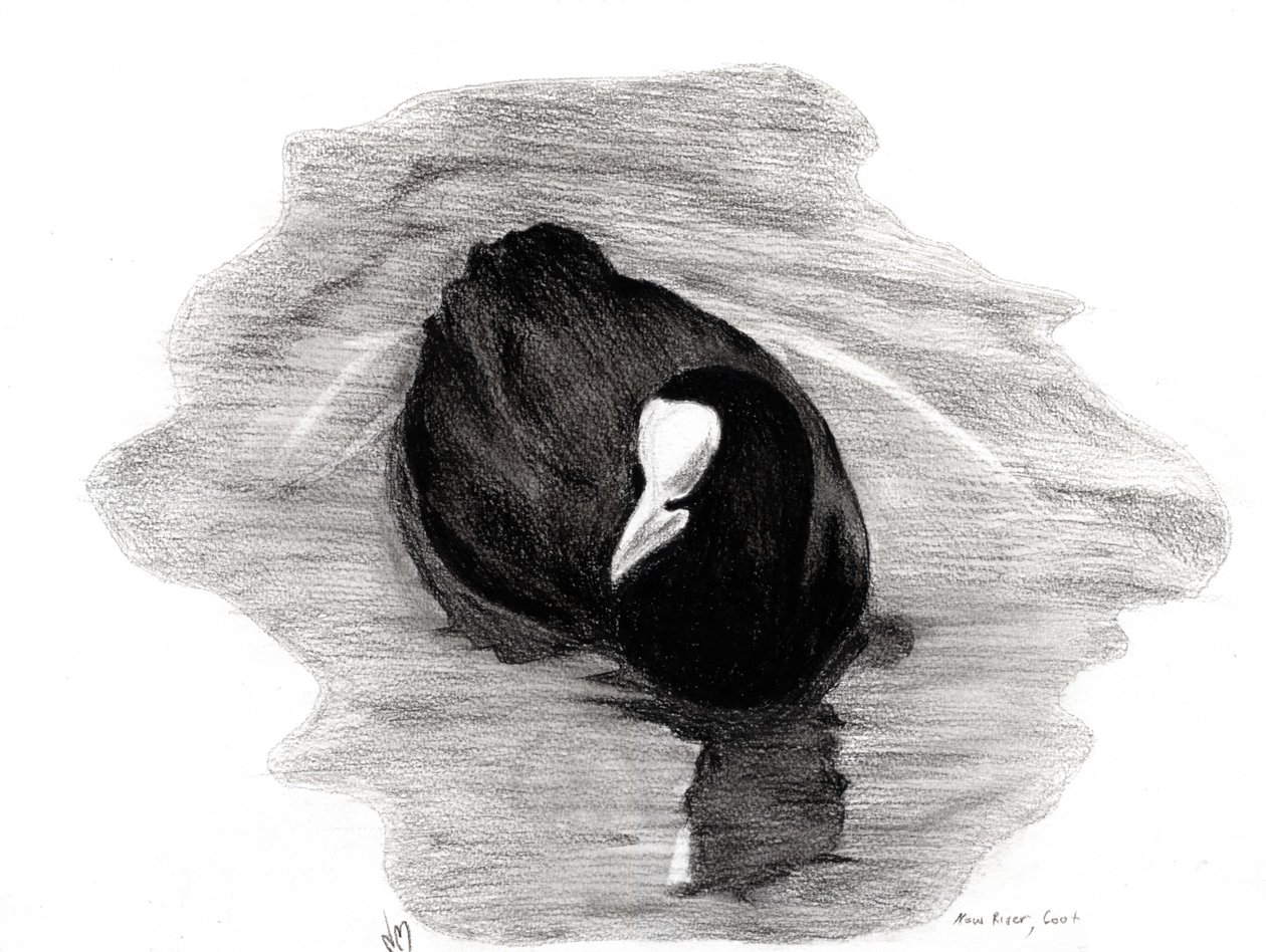 Foulque de Londres, 2013 - Nancy Moniz Charalambous
