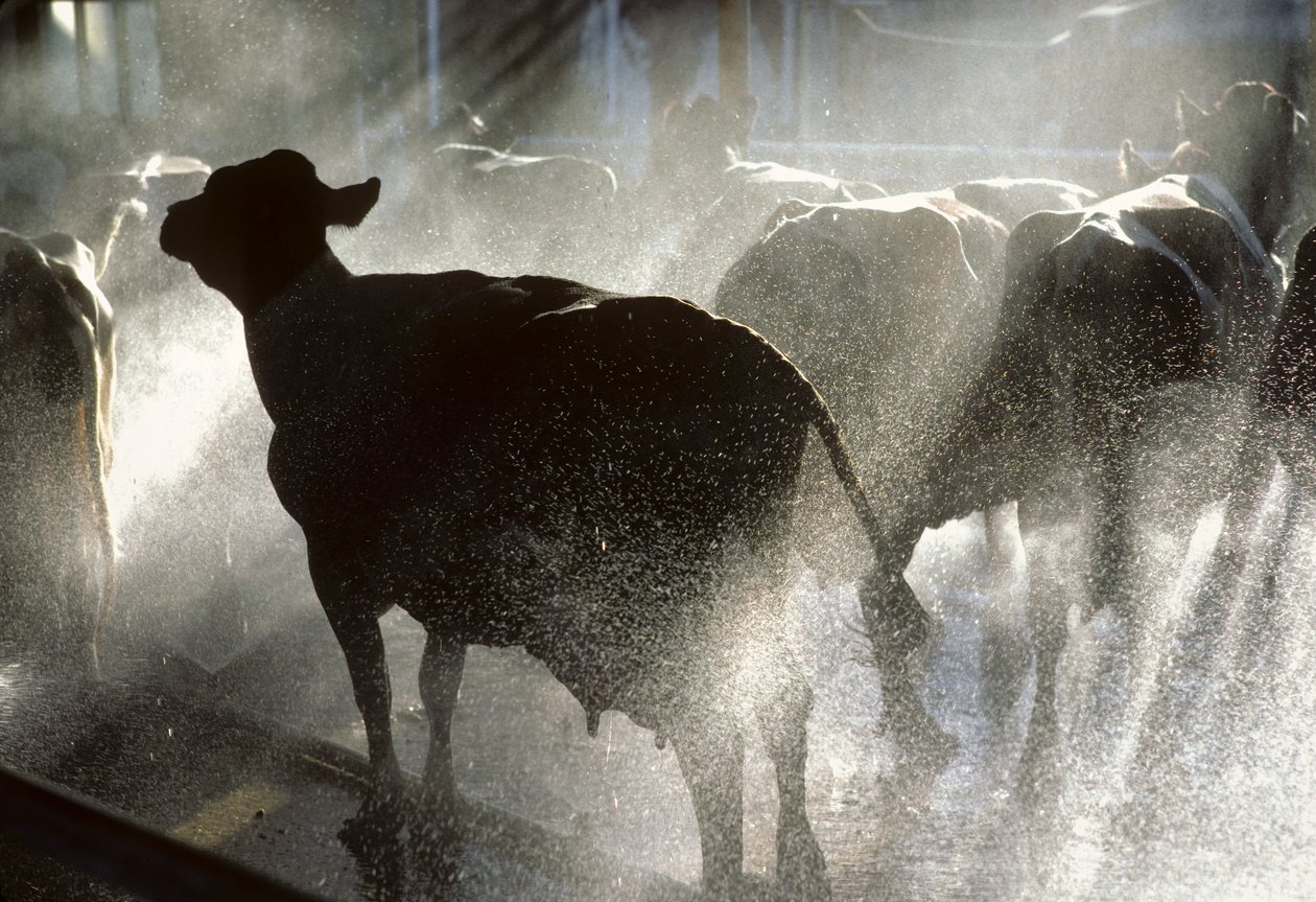 Les vaches laitières sont lavées sous une douche avant d