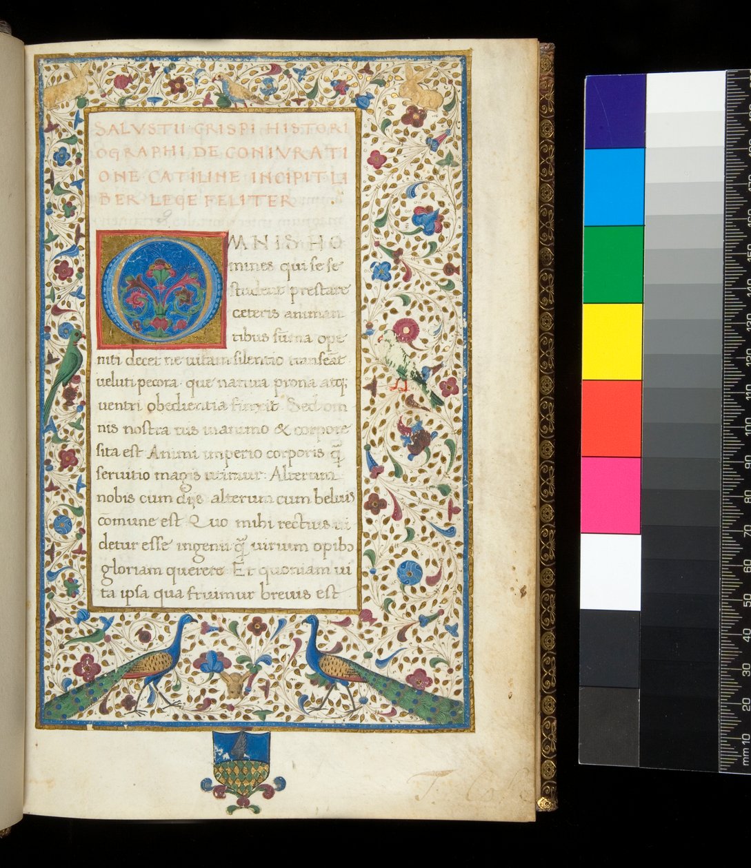 Ms 336. Salluste, Catilina et Jugurtha, f.1r. Bordure illuminée complète avec paons, lapins, perruches vertes et une colombe - Neapolitan School