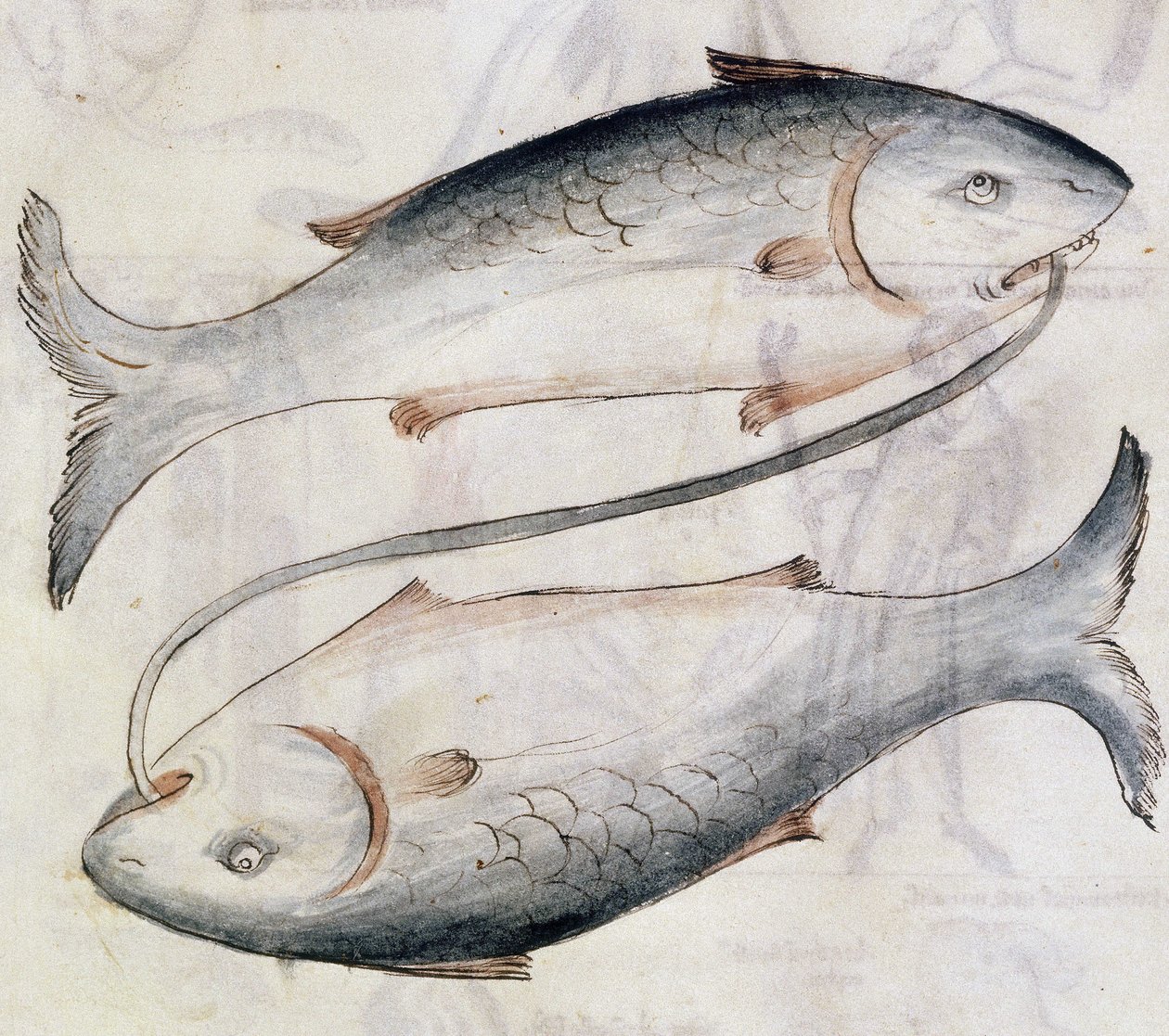 Sloane 3983 Dessin de Poissons, d