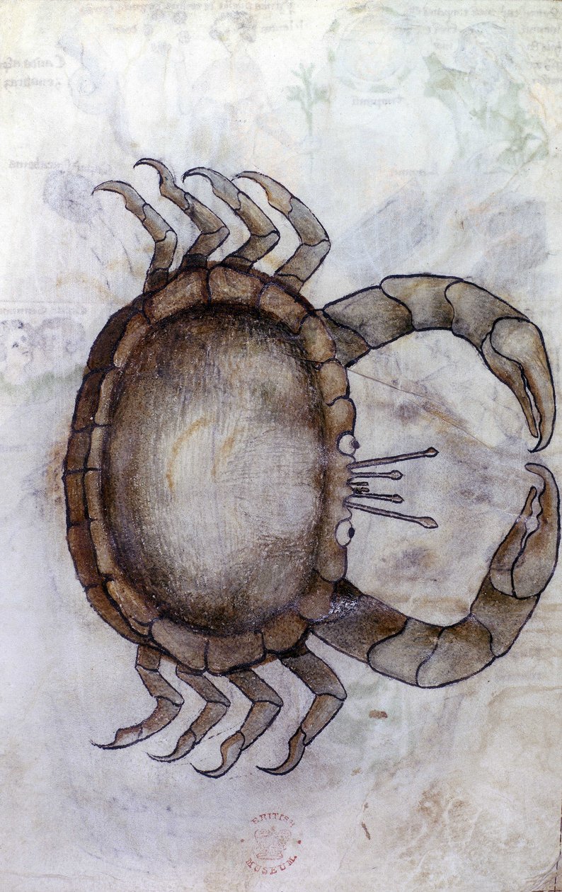 Sloane 3983 f.14v, Un crabe, signe du zodiaque pour le Cancer - Netherlandish School