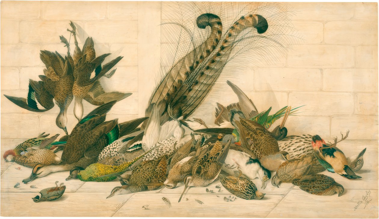 sans titre (Oiseaux de gibier australiens) - Neville Henry Cayley