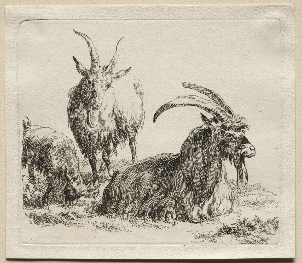 Animalia : Trois Chèvres - Nicolaes Berchem