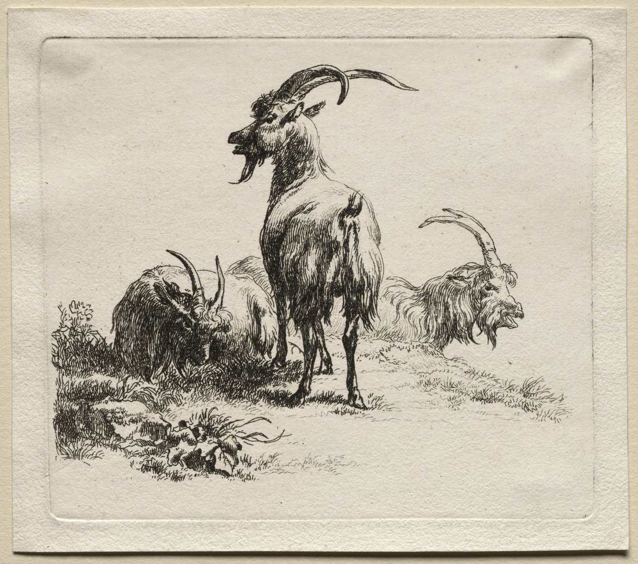 Animalia : Trois chèvres - Nicolaes Berchem