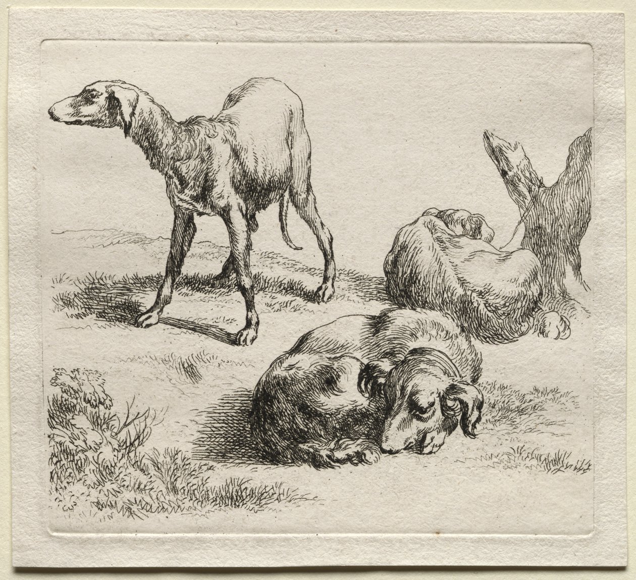 Animalia : Trois chiens de chasse - Nicolaes Berchem