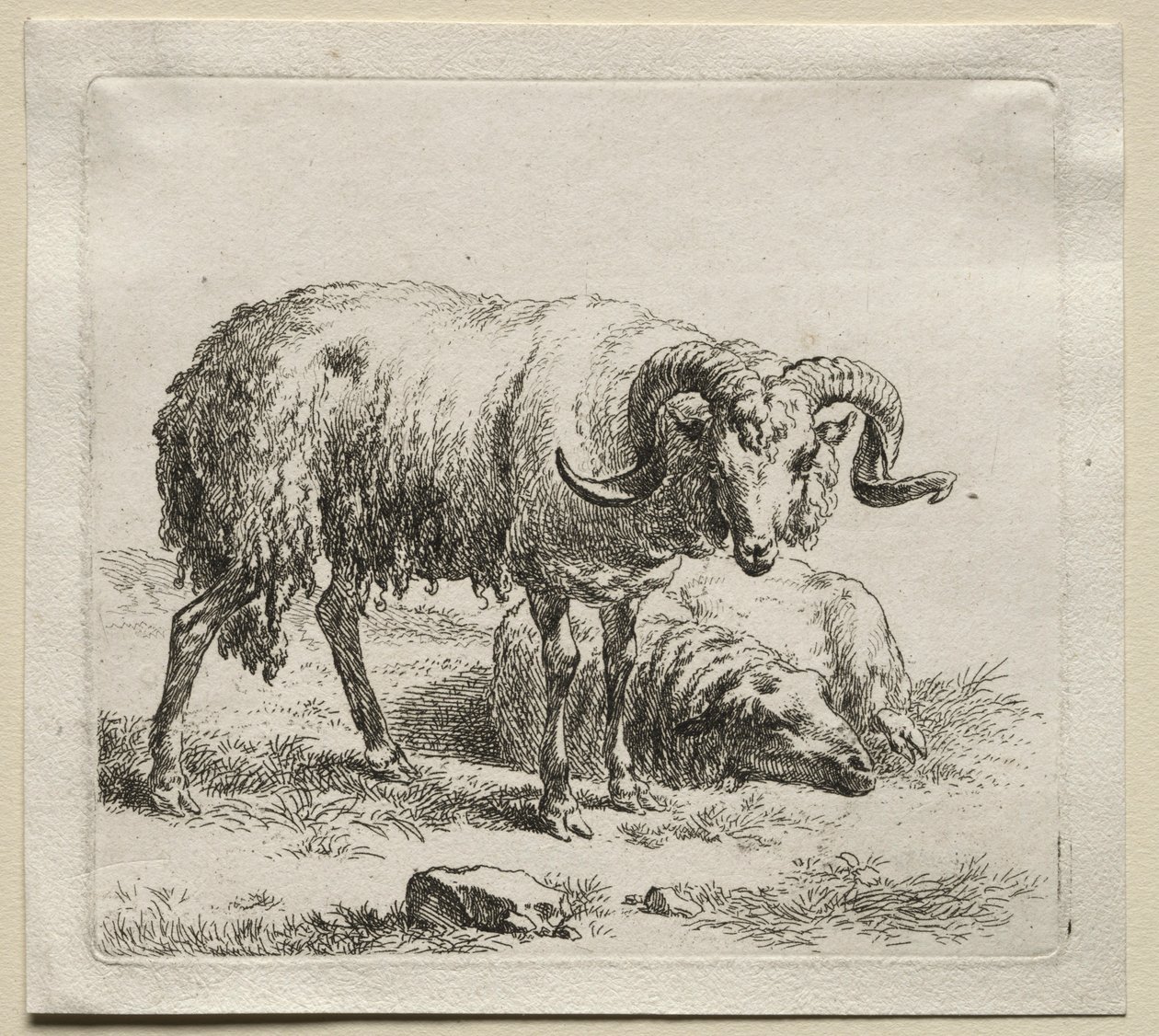 Bélier et mouton - Nicolaes Pietersz. Berchem