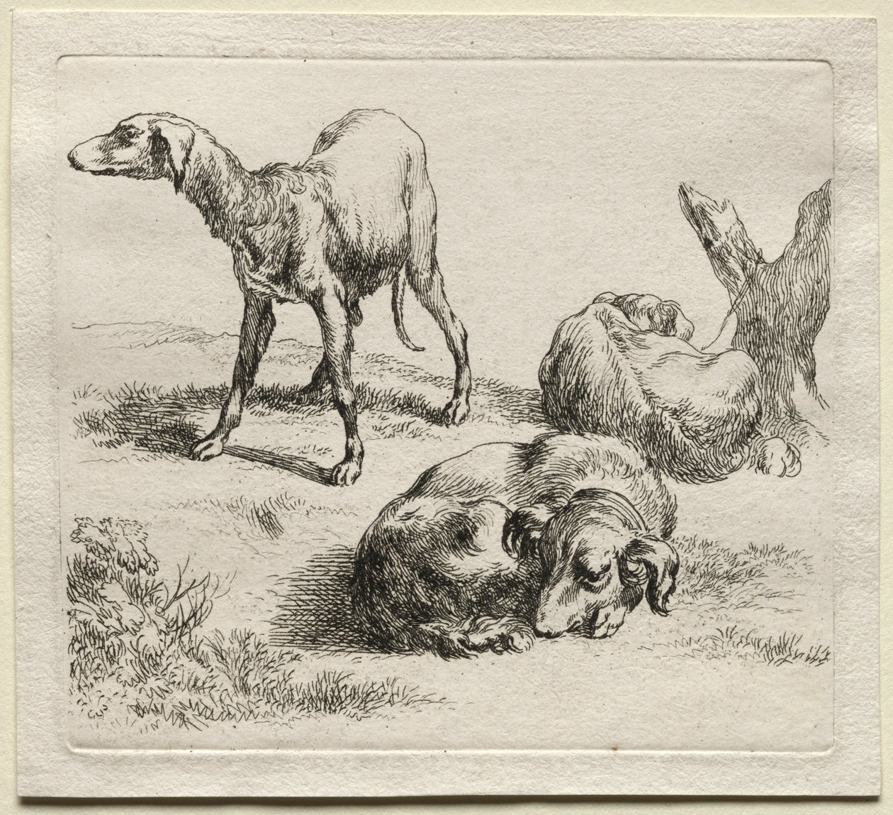 Trois chiens de chasse - Nicolaes Pietersz. Berchem