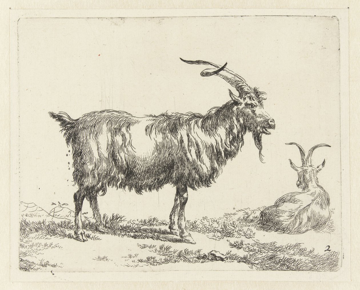 Deux chèvres (Animalia ad vivum delineata et aqua forti aeri impressa Studio et Arte Nicolai Berchemi) - Nicolaes Pietersz Berchem