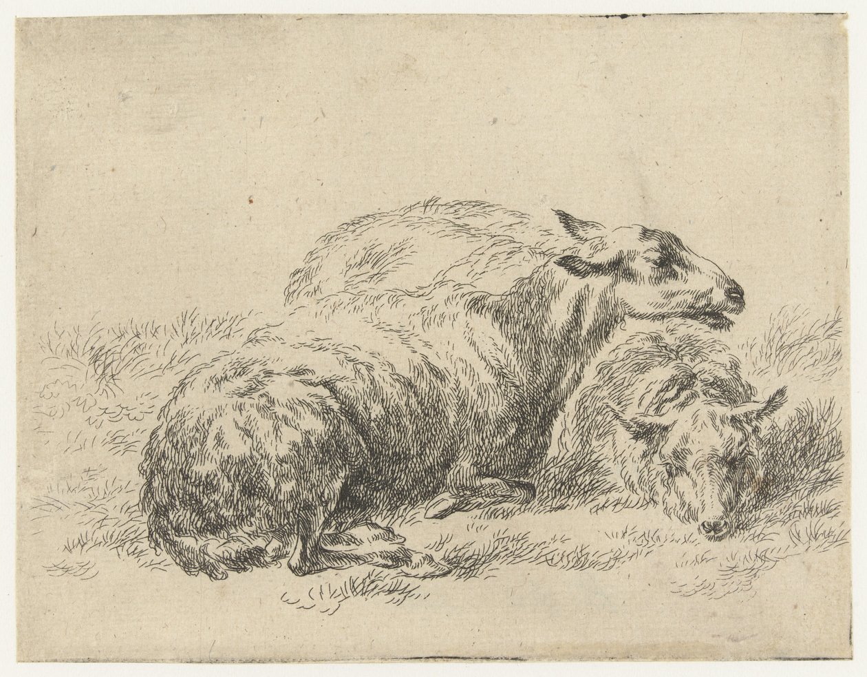 Deux moutons couchés - Nicolaes Pietersz Berchem