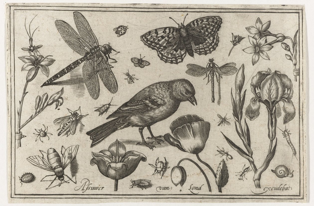 Fleurs, libellule et oiseau (Oiseaux, fleurs, insectes, etc.) - Nicolaes de Bruyn (possibly)