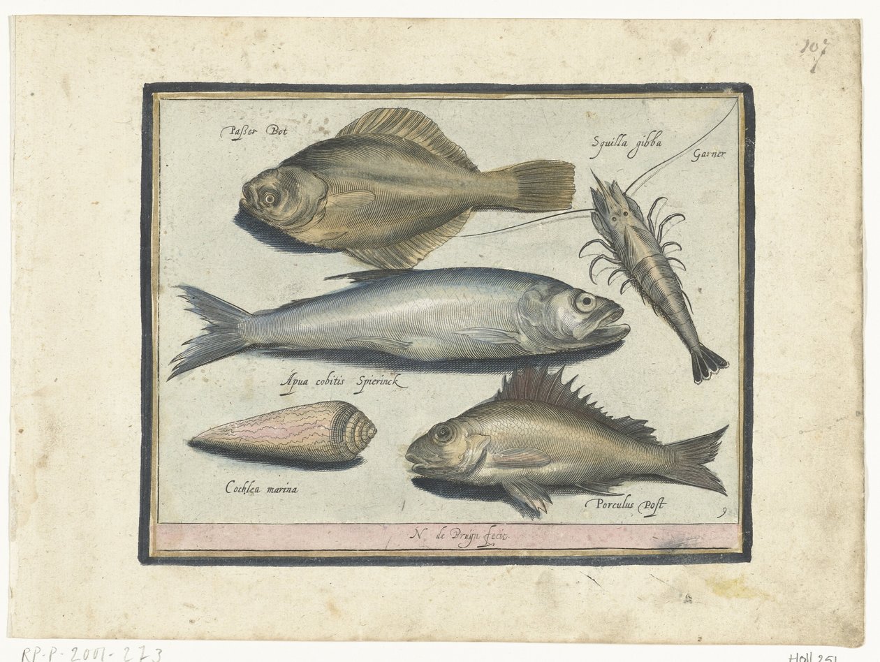 Bar, crevette, éperlan et perche Libelivs varia Genera piscium complectens Poissons d