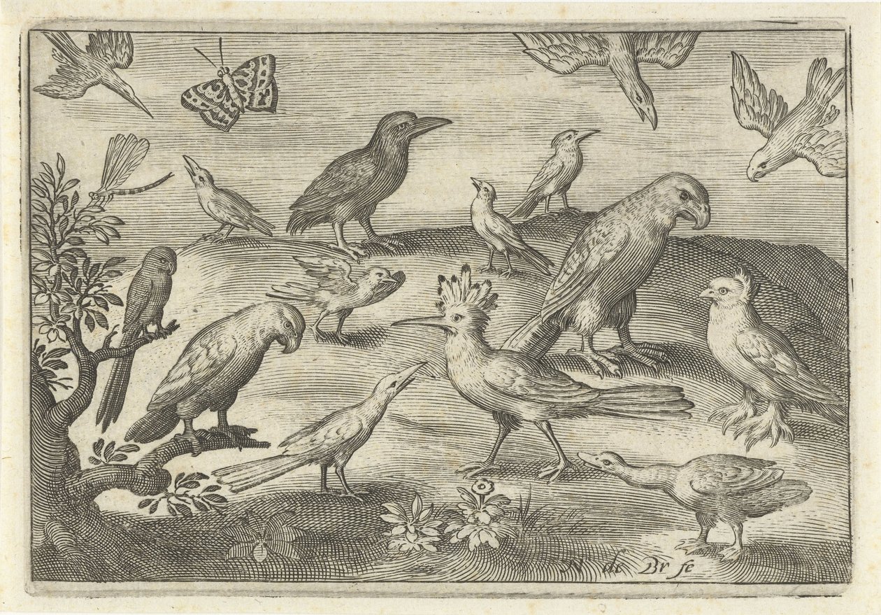 Huppe et autres oiseaux (Vogels en insecten) - Nicolaes de Bruyn