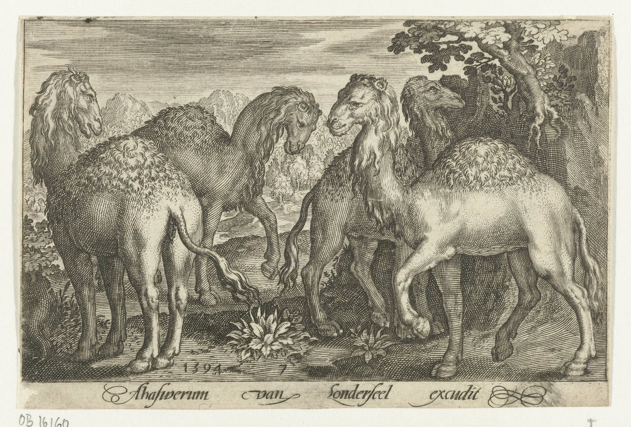 Quatre dromadaires - Nicolaes de Bruyn