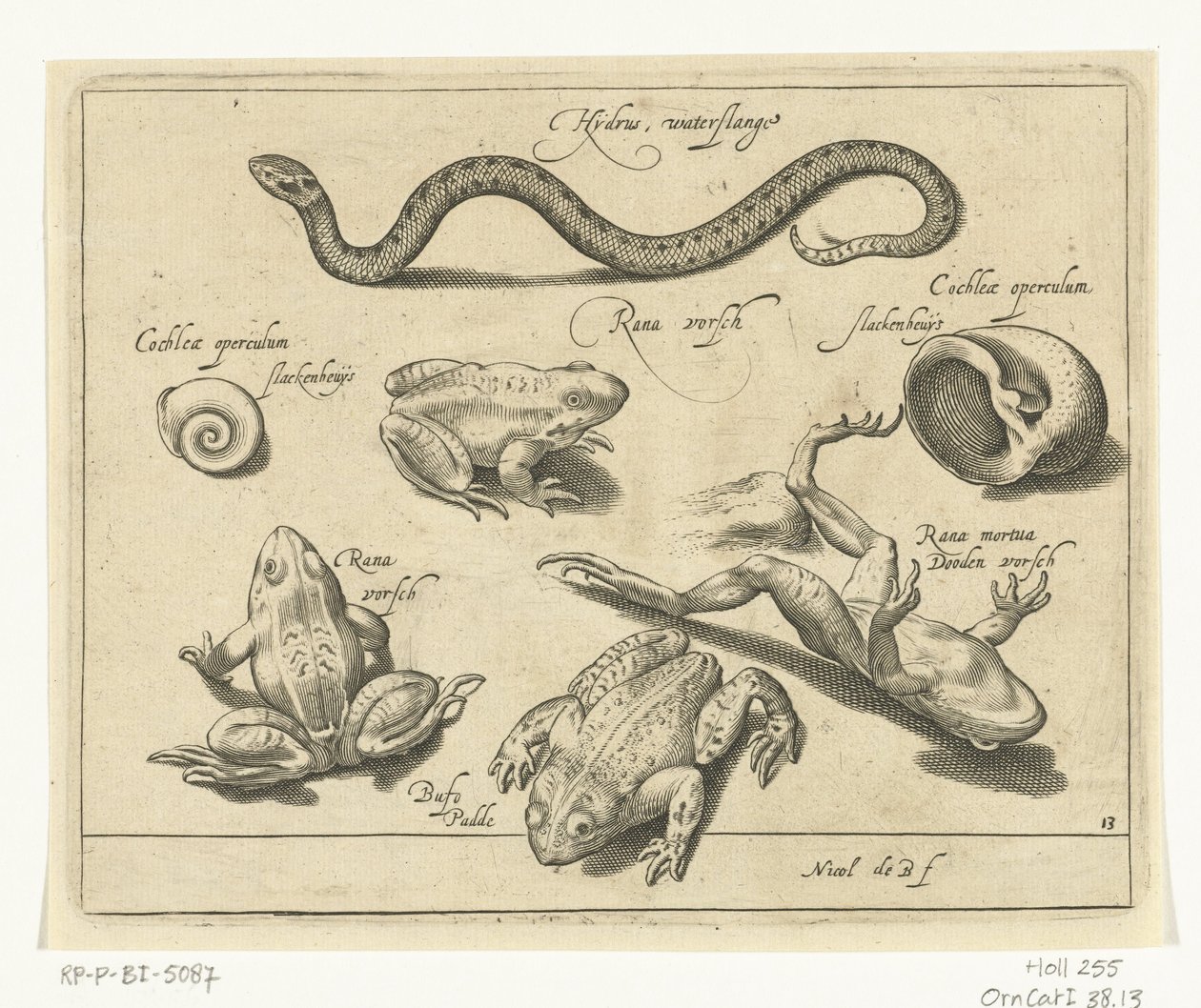 Serpent d