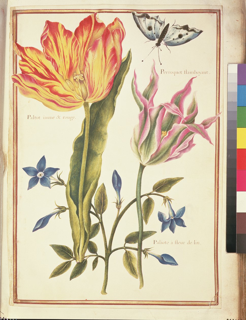 Deux tulipes 