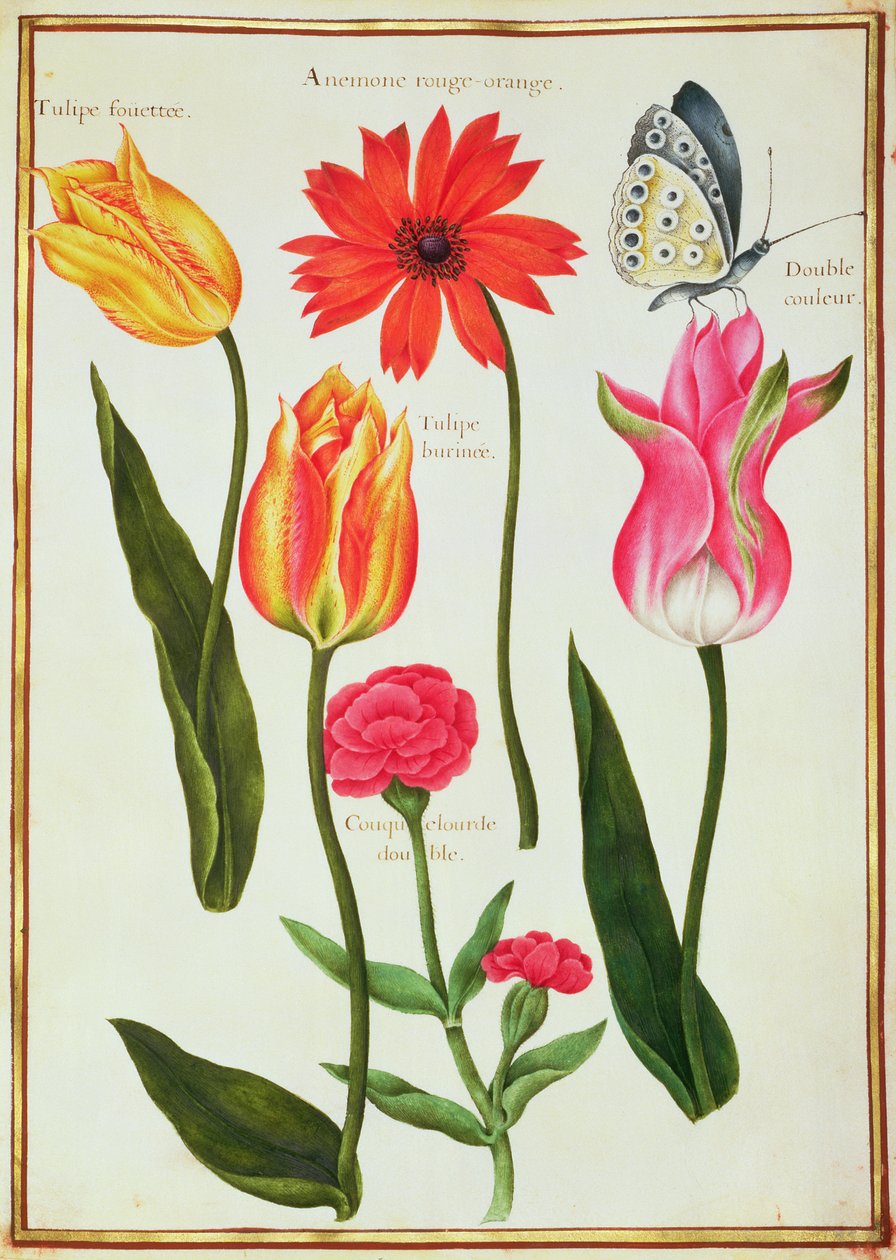 Tulipes, Anémone, Lychnis et un papillon - Nicolas Robert