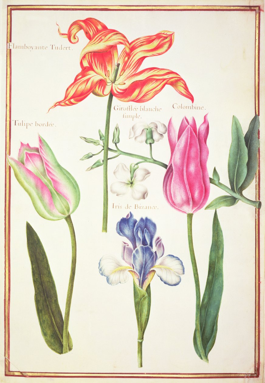 Études de fleurs : Tulipes et Iris bleus - Nicolas Robert