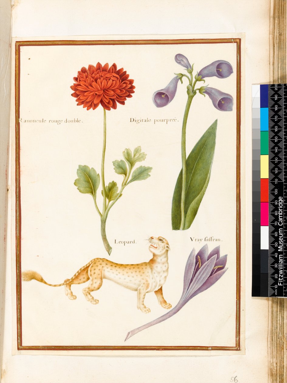 Renoncule, digitale, colchique et un léopard - Nicolas Robert