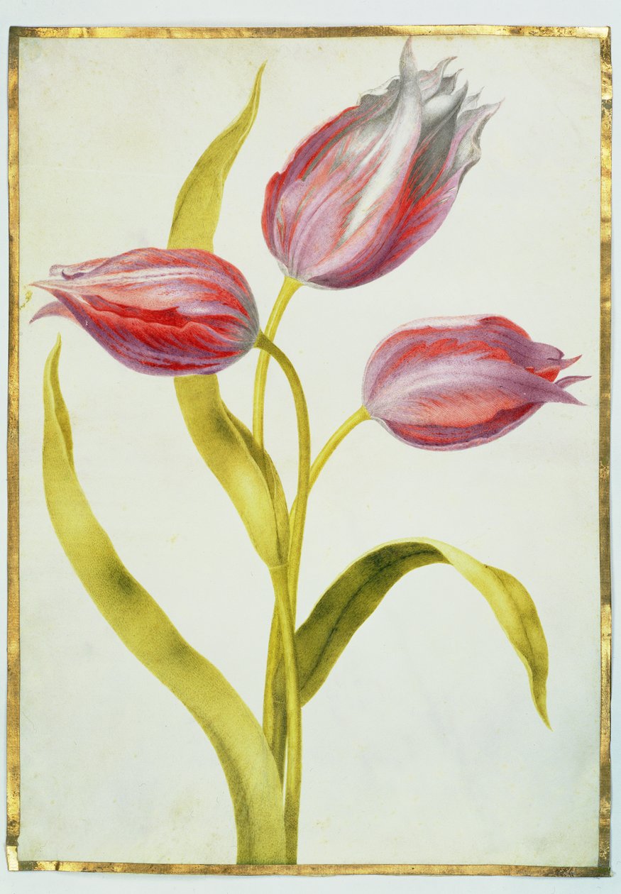 Tulipes, c.1675 - Nicolas Robert