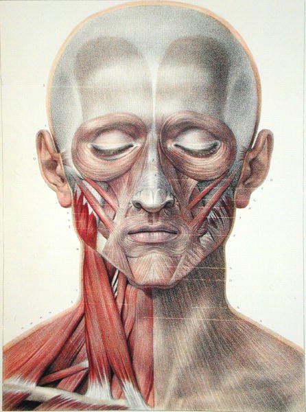 Musculature du visage, planche de 