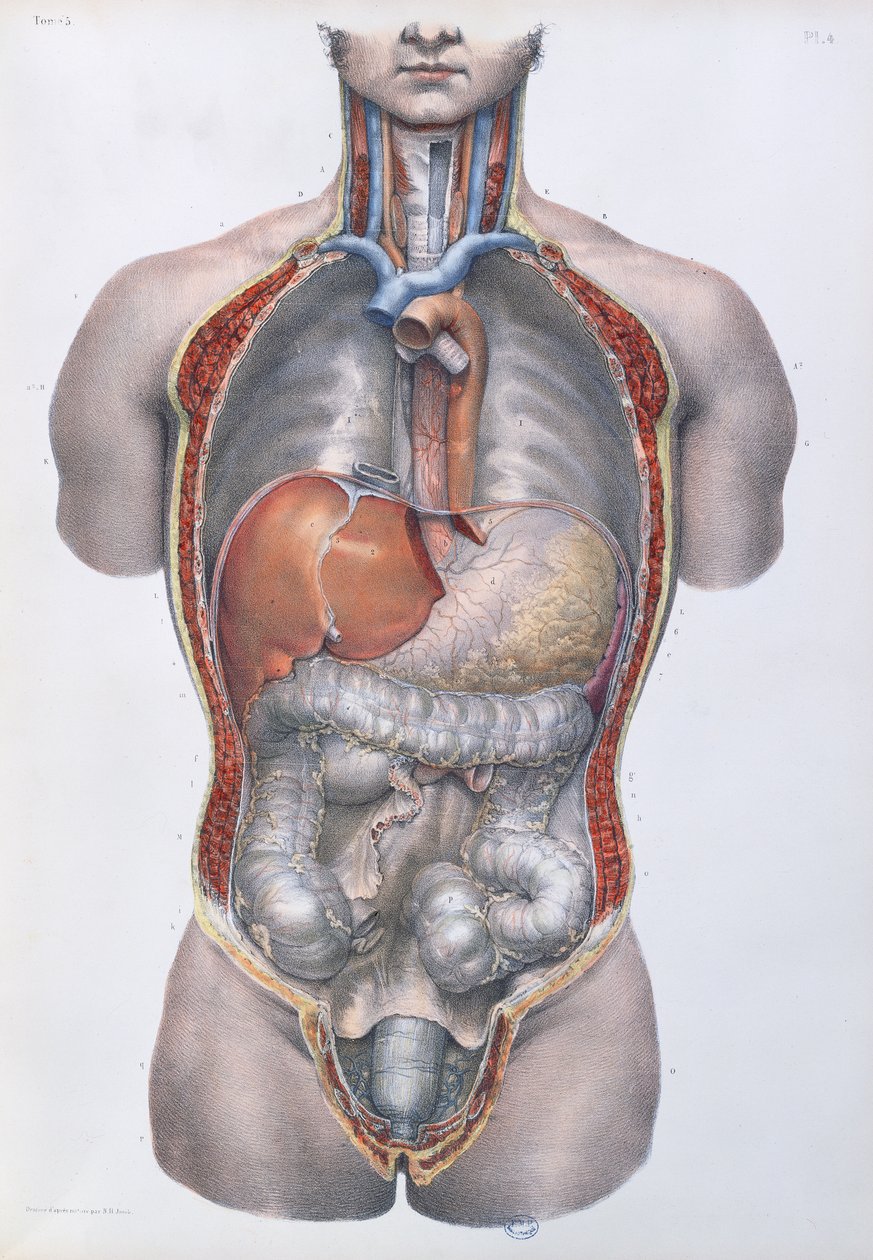 Organes internes, planche de 