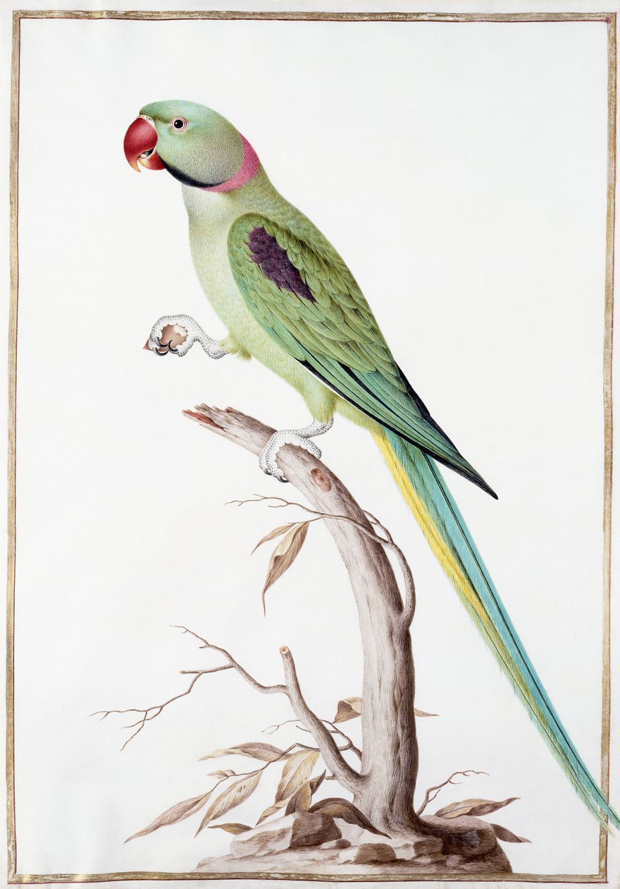 Perruche Alexandre - Nicolas Robert