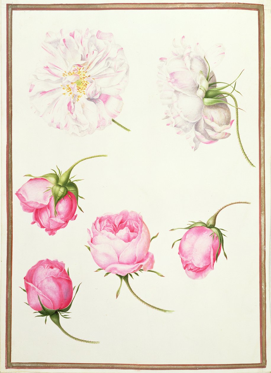 Six têtes de roses anciennes - Nicolas Robert