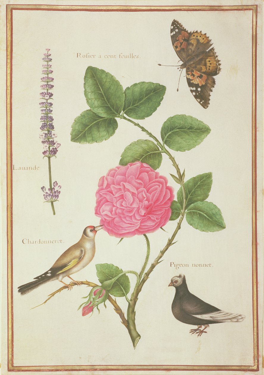 Centifolia Rose, Lavande, Papillon Tortoiseshell, Chardonneret et Pigeon huppé - Nicolas Robert