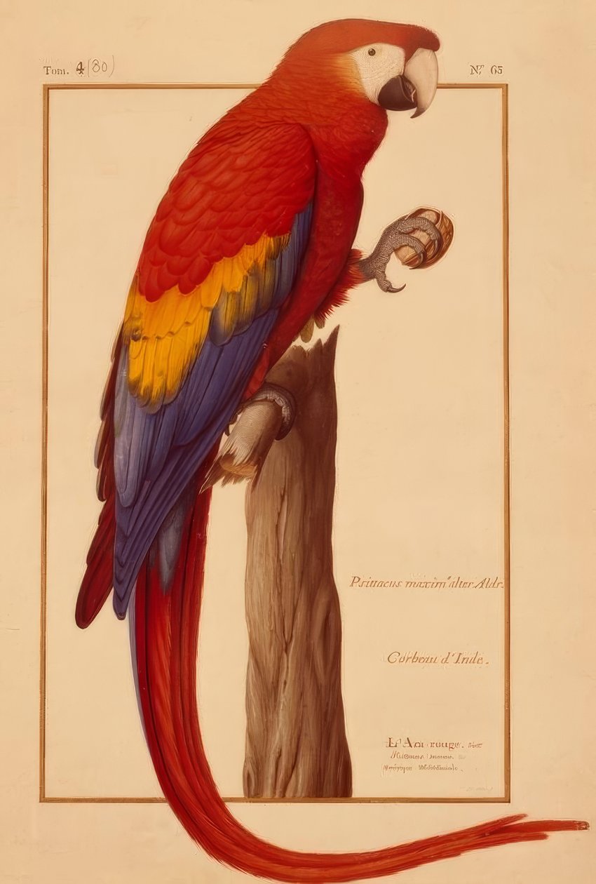 Psittacus maximus Aldr (ovandi) - Nicolas Robert