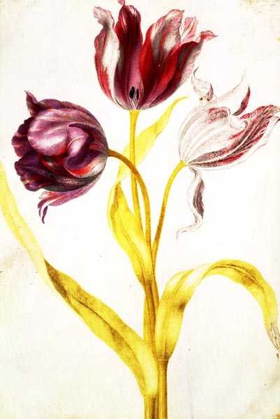 Tulipes, c.1675 - Nicolas Robert