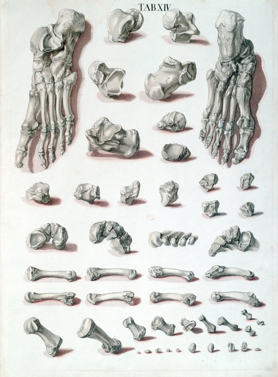 Os du pied, de Tabulae Osteologicae par Christoph Jacob Trew (1695-1769) gravé par G. Lichtensteger, 1767 - Nikolaus Friedrich after Eisenberger