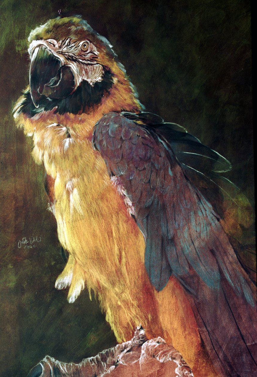 Macaw bleu et or - Odile Kidd