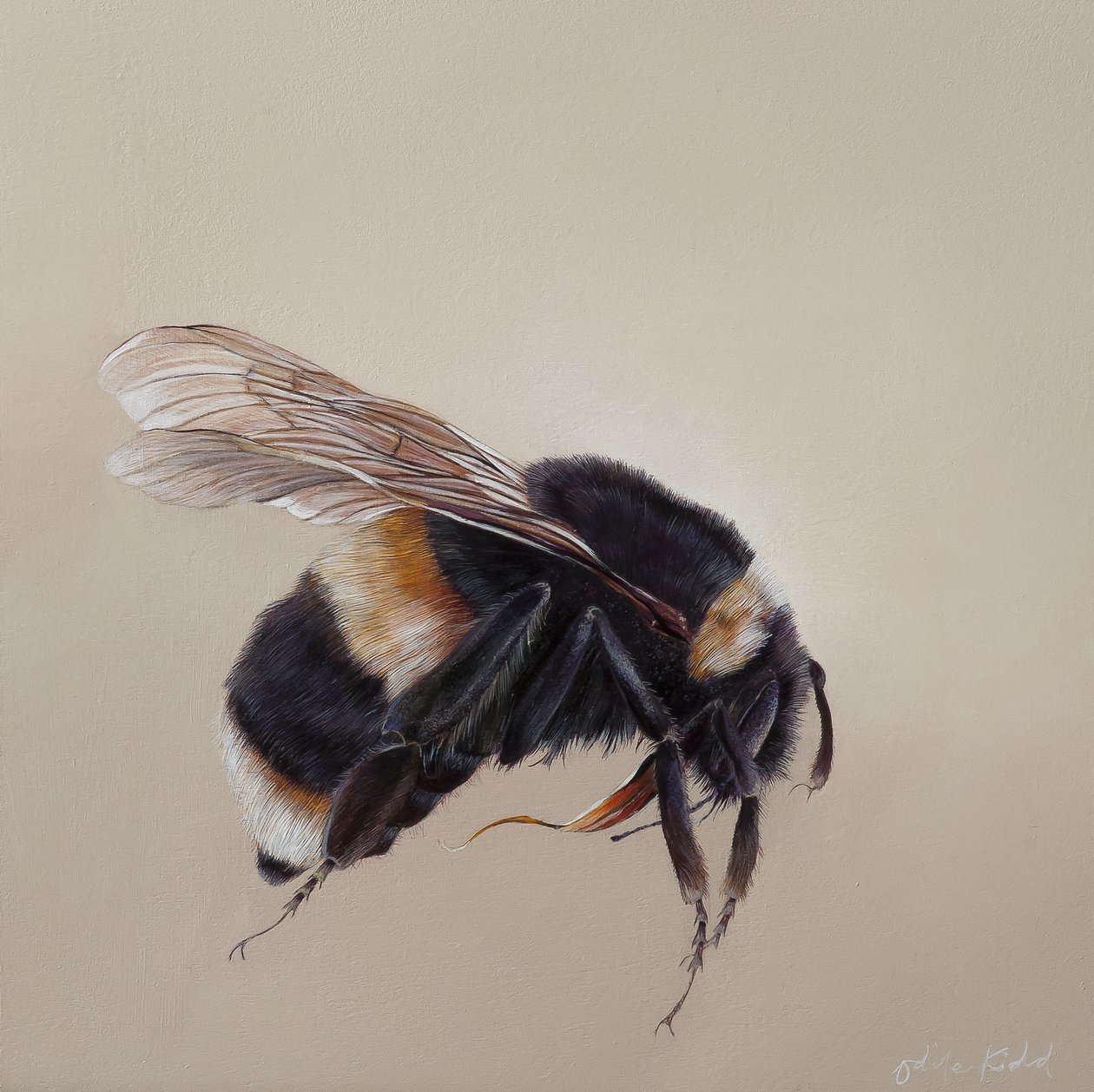 Bombus terrestis 8, 2013 (acrylique sur bois) - Odile Kidd