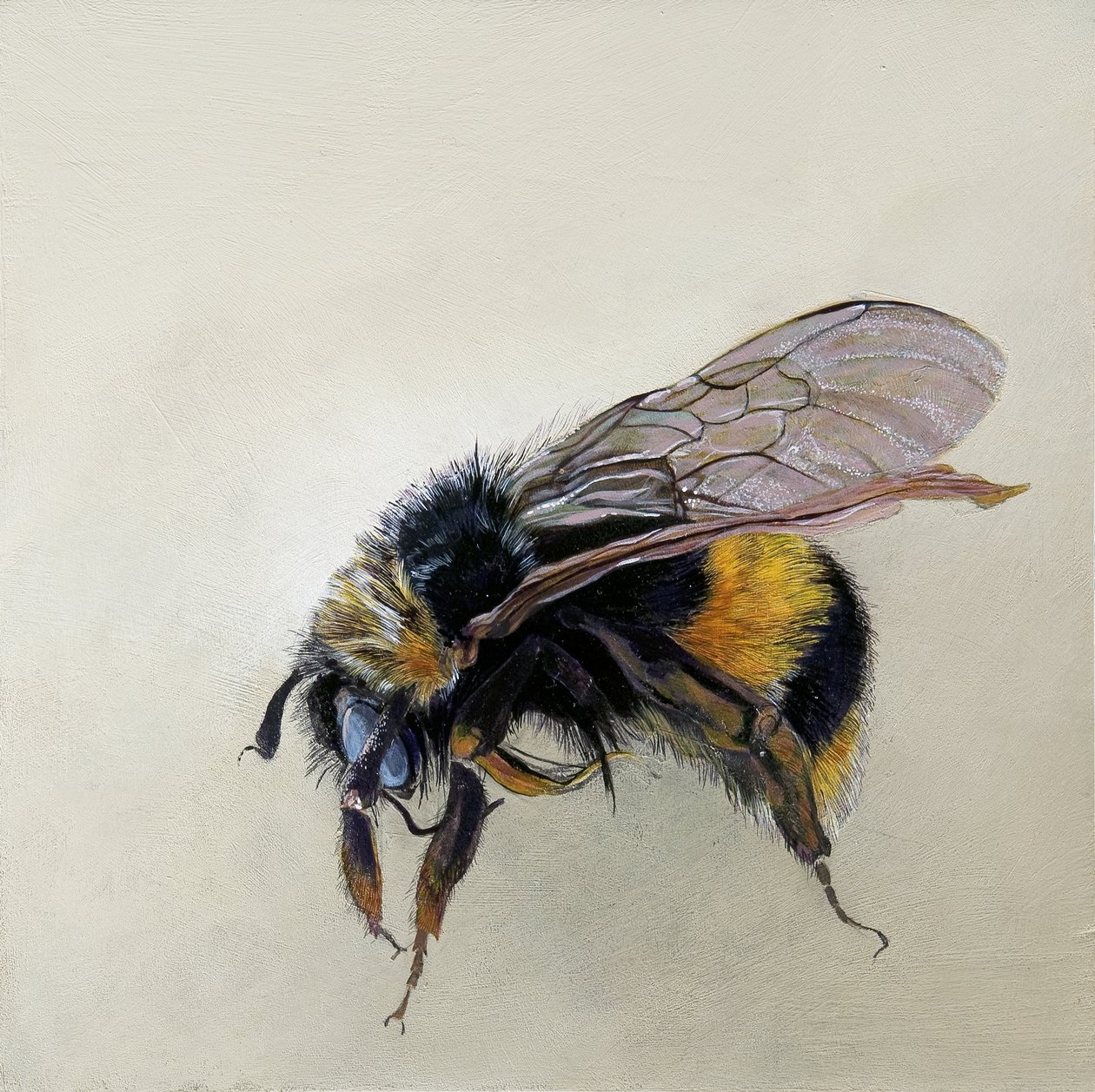 Bombus terrestris 1 (b), 2008 (acrylique sur bois) - Odile Kidd