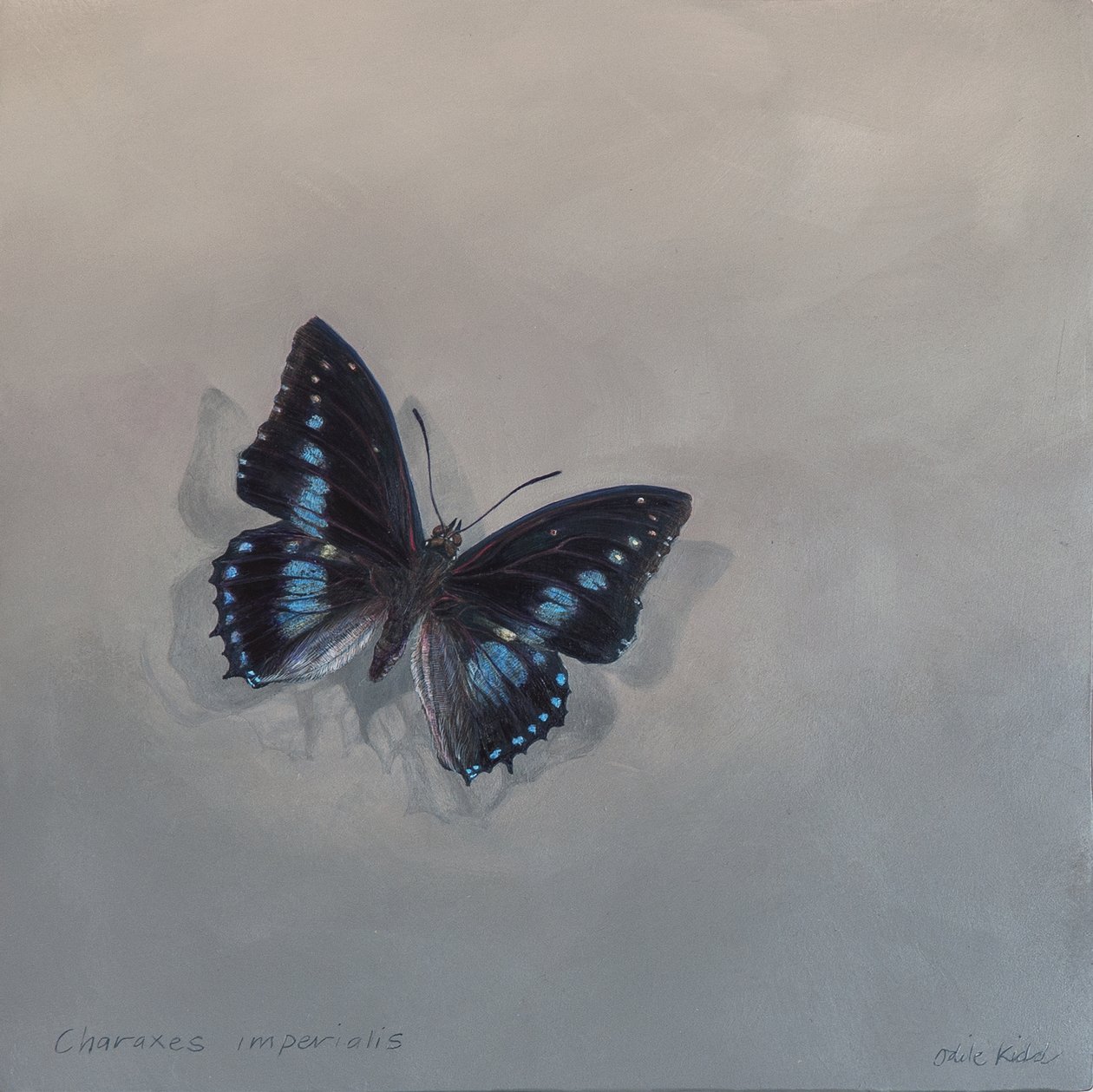 Charaxes imperialis 1 (a), 2014 (acrylique sur bois) - Odile Kidd