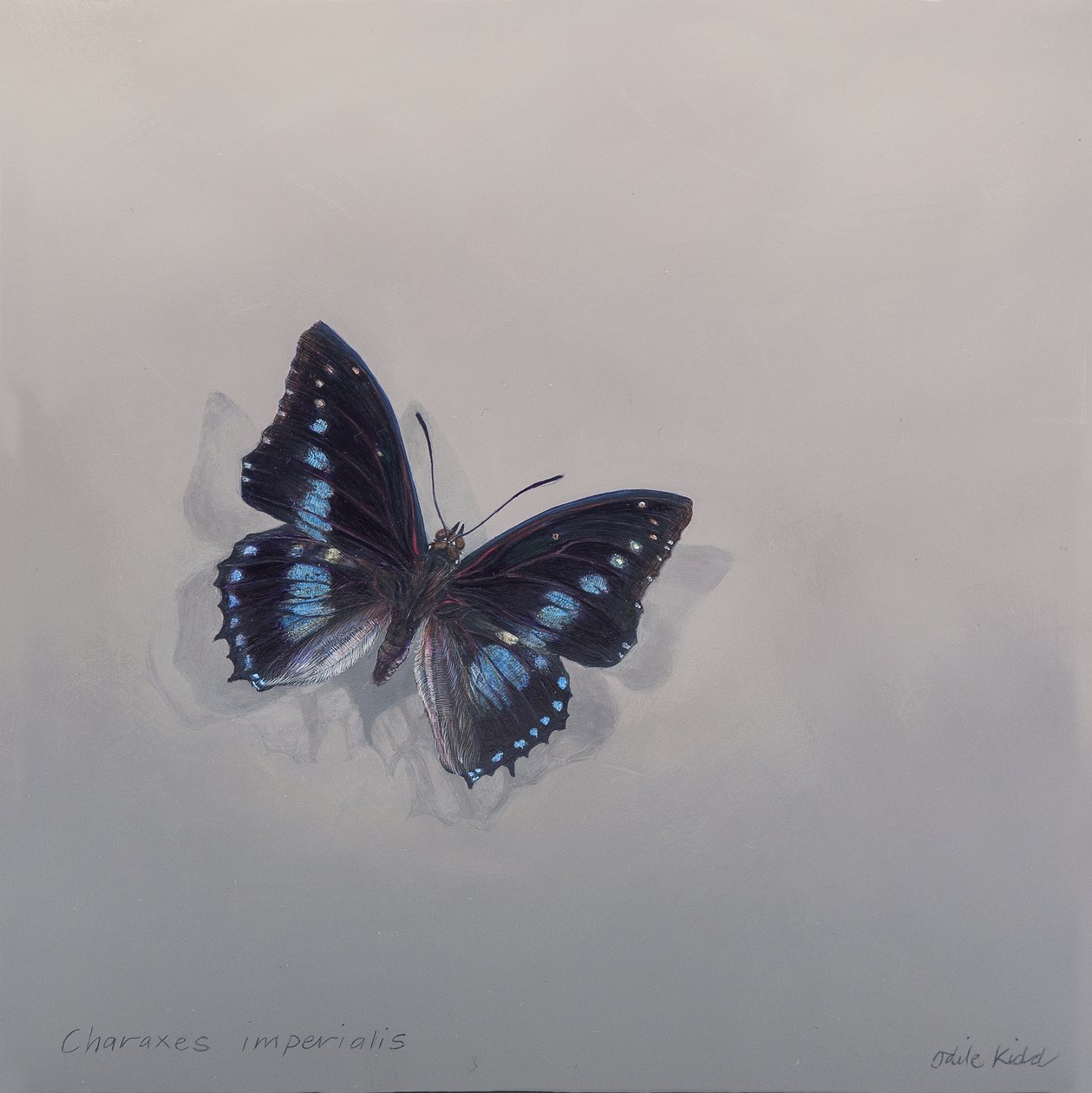 Charaxes imperialis 1 (b), 2014 (acrylique sur bois) - Odile Kidd