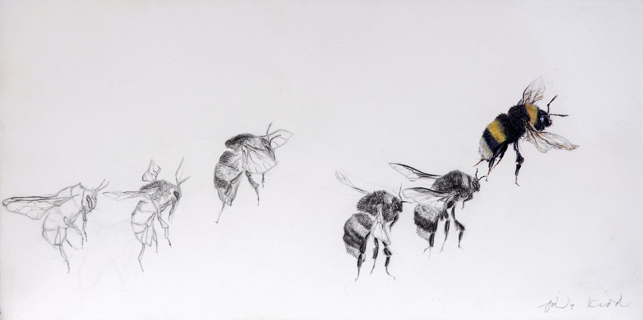 Modèle de vol, 2014 (crayon, acrylique sur bois gesso) - Odile Kidd