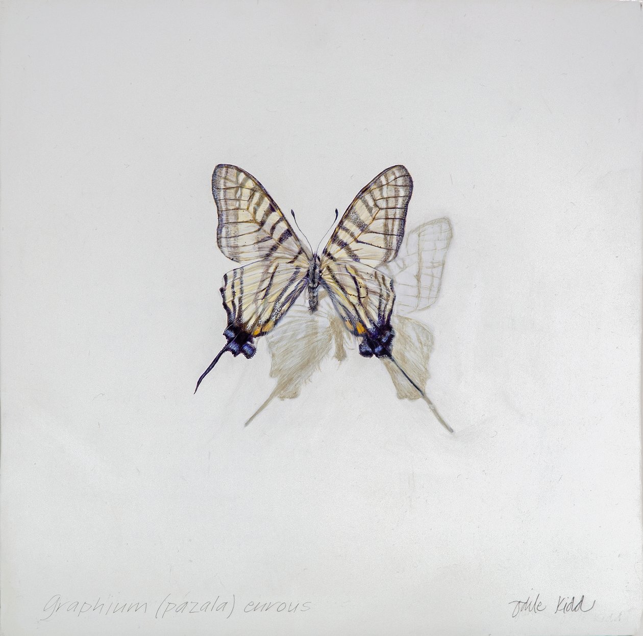 Graphium (Pazala) eurosus, 2014 (acrylique sur bois gessoïsé) - Odile Kidd