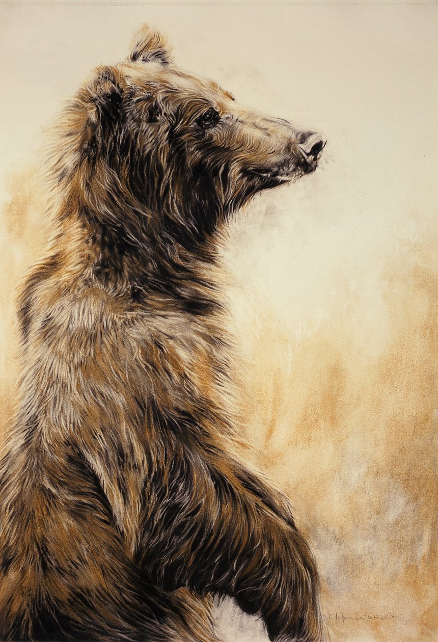 Grizzly Bear 2, 2002 (crayon de carbone, fusain et craie) - Odile Kidd