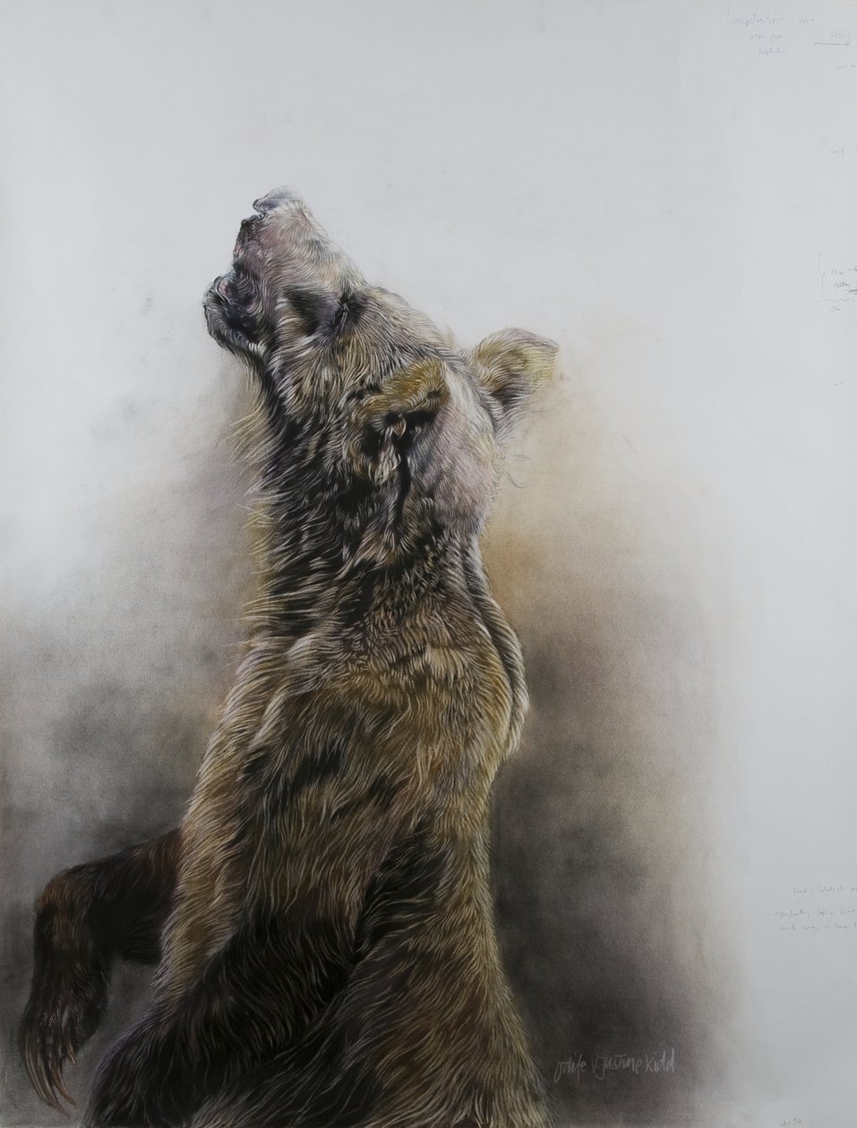 Grizzly bear 3, 2009 (fusain, conte et pastel à la craie sur papier Fabriano) - Odile Kidd