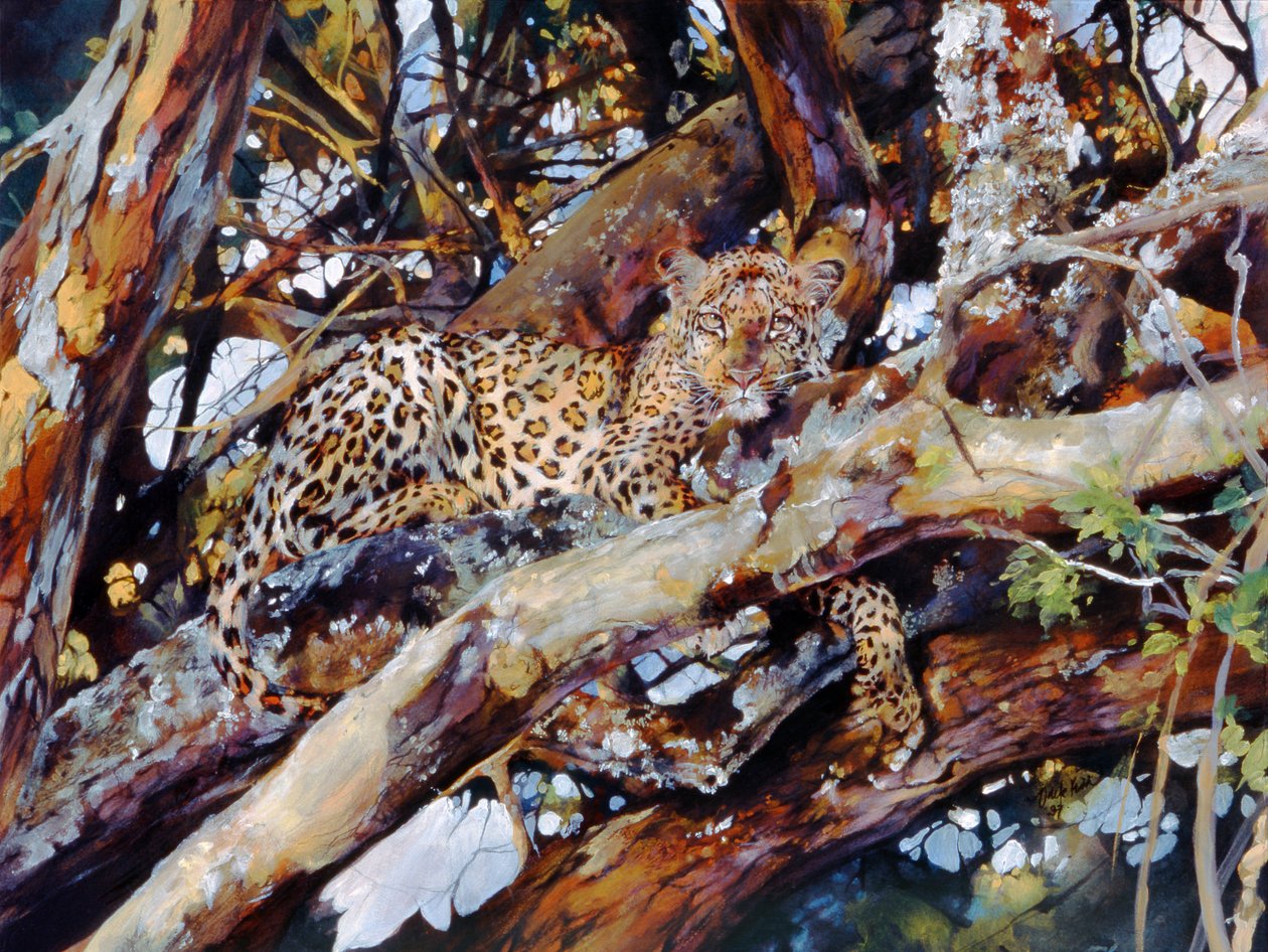 Léopard du Kenya - Odile Kidd